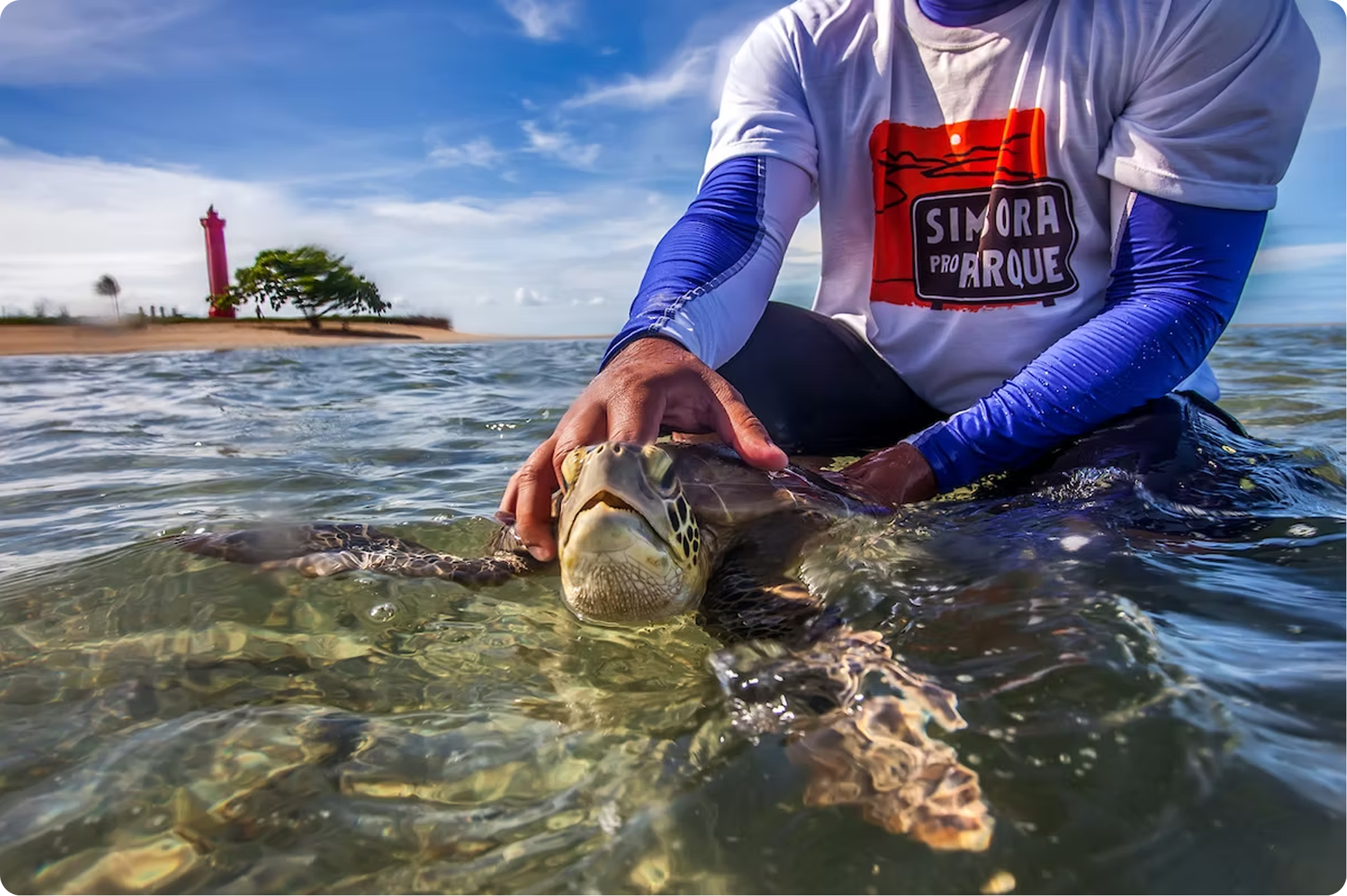 Monitorando o impacto de poluentes sobre as tartarugas-marinhas brasileiras.