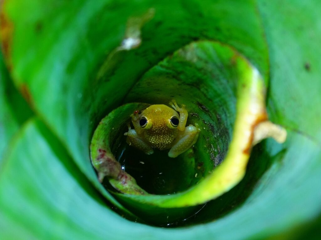 Amostragem no Parque Estadual do Forno Grande, Castelo, Espírito Santo