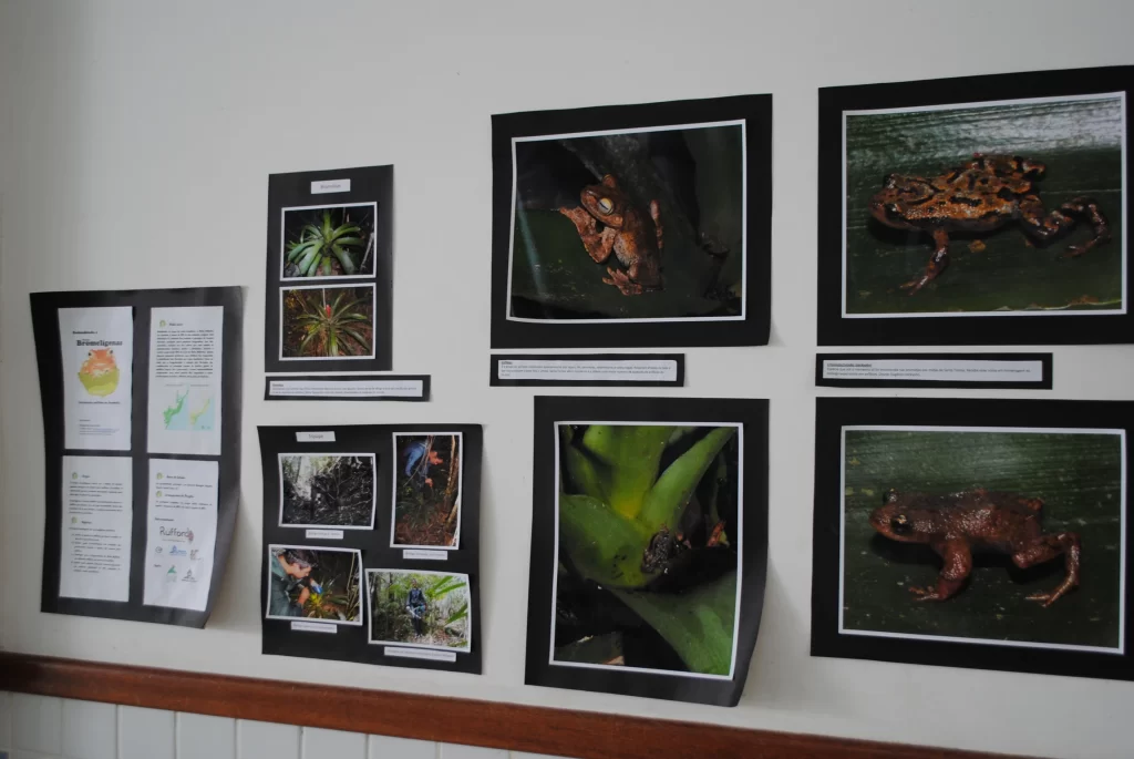 Exposição Fotográfica: Bromeligenous Daqui!