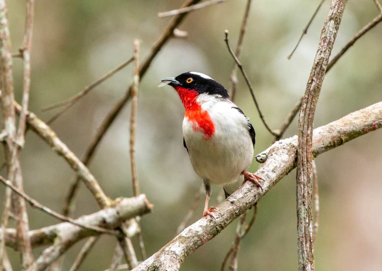 Projeto de conservação da saíra-apunhalada