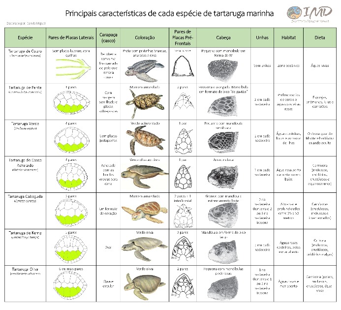 Tartarugas Marinhas do Brasil e do Mundo