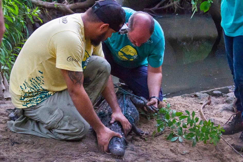Jacaré de Dois Metros Resgatado em Camburi