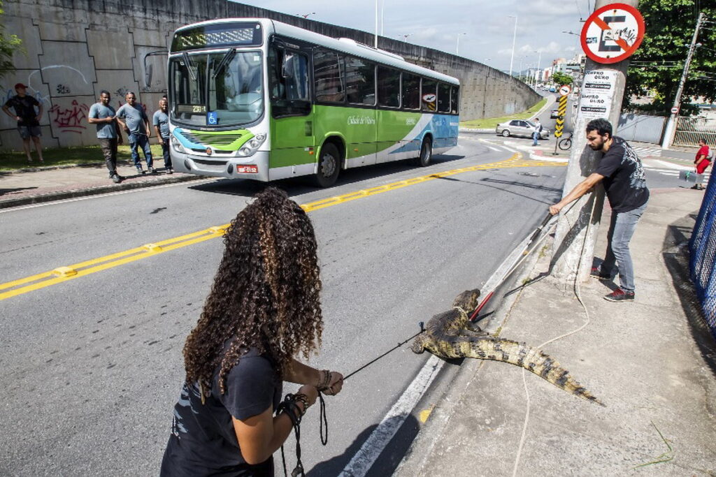 Calor anormal acarreta em frequente aparecimento de Jacarés na Grande Vitória – ES