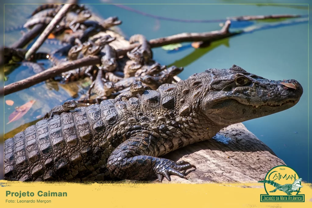 Filhotes de Jacaré-de-Papo-Amarelo: Os Jovens Residentes da Mata Atlântica