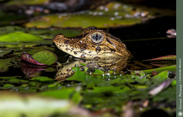 Jacaré-do-papo-amarelo – Um olharzinho curioso sob o luar.
