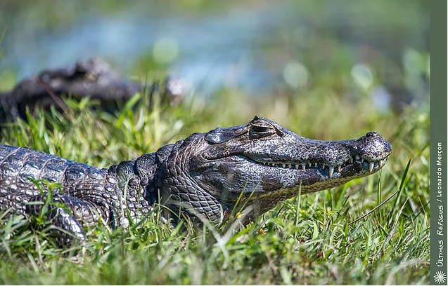 Jacaré-do-pantanal, o que olha de banda.