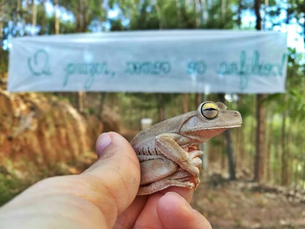 “Oi prazer, somos os Anfíbios!” Em Nova Lombardia