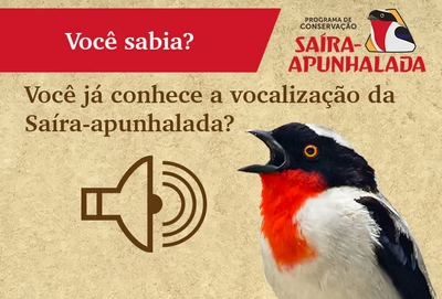 O canto da Saíra-apunhalada e o engajamento através da ciência cidadã!