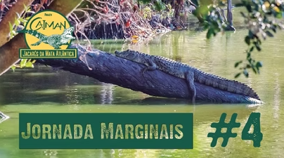 Os Jacarés do Brasil – Jornada “Marginais” Cap.#4