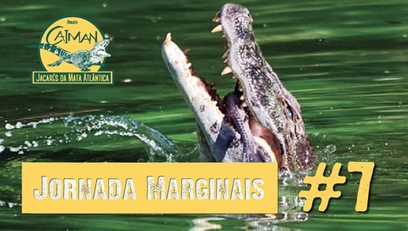 A alimentação do jacaré-de-papo-amarelo – Jornada “Marginais” Cap.#7
