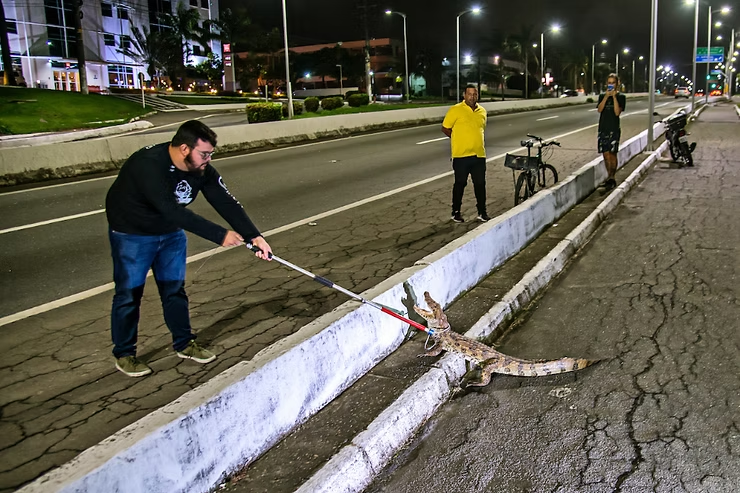 Jacarés urbanos: O que precisamos saber?