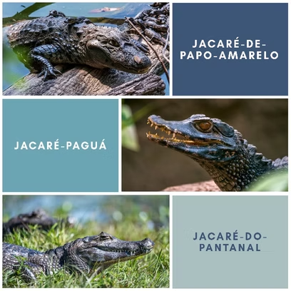 Os jacarés do Pantanal e as queimadas