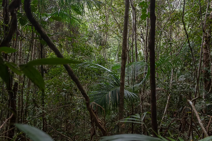 MEMÓRIA BROMELIGENOUS – MEIO DO MATO: O início do Projeto Bromeligenous