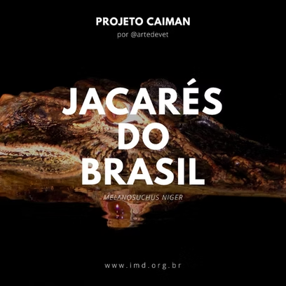 Jacarés do Brasil #1 – Melanosuchus niger