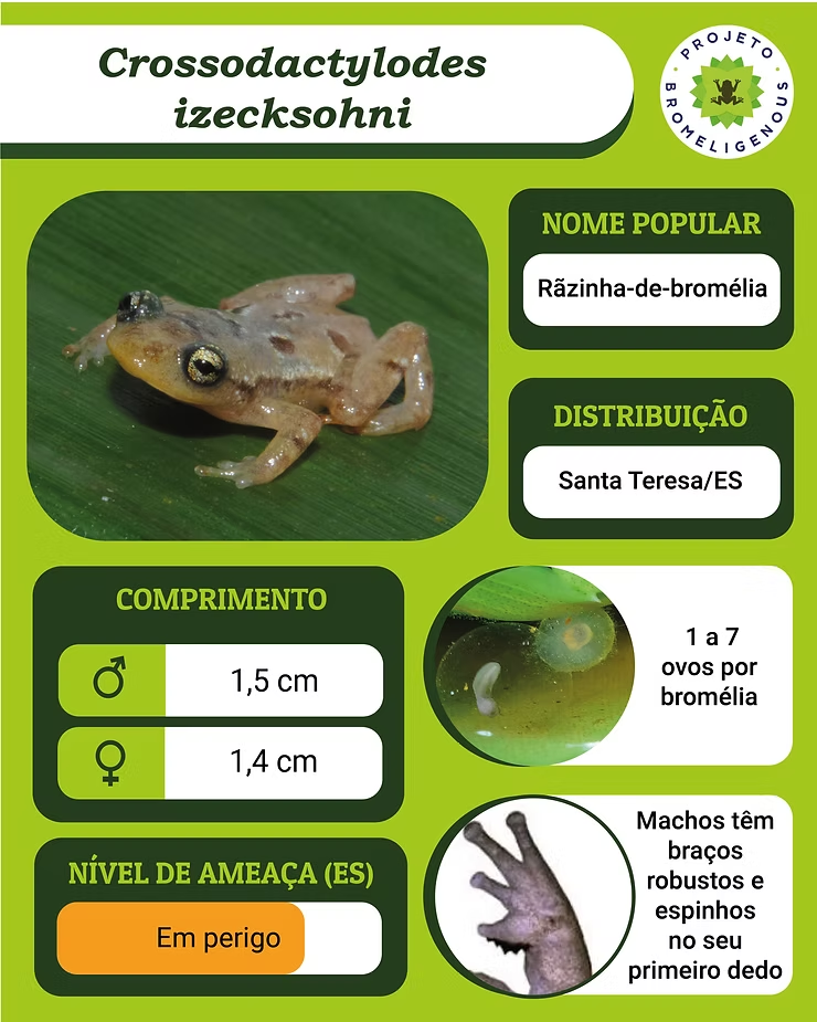 Bromelígenas: Crossodactylodes izecksohni