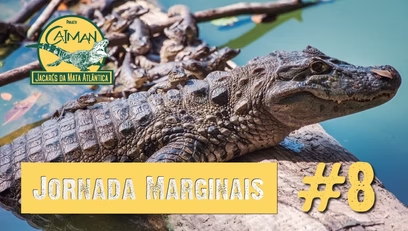 Reprodução do jacaré-de-papo-amarelo – Jornada “Marginais” cap. #8