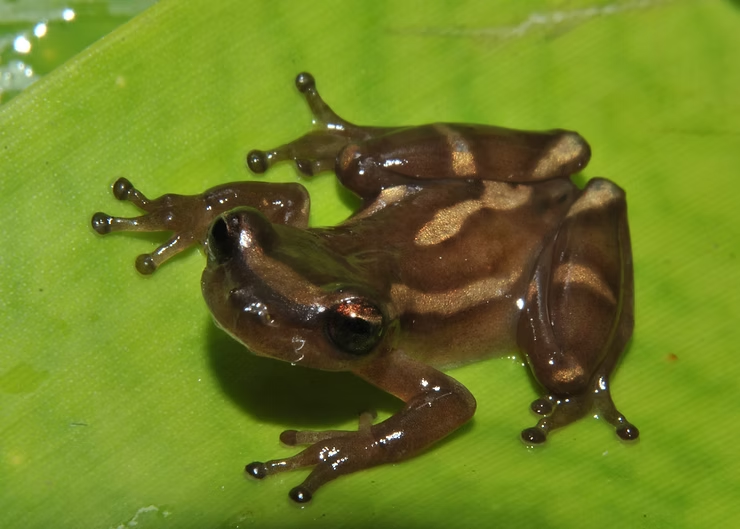 SÉRIE “BROMELÍGENAS”: O ÚNICO DO GÊNERO