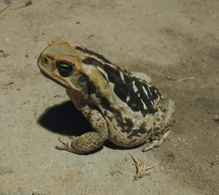 Bromeligenous na Mídia: Momento Natureza #2