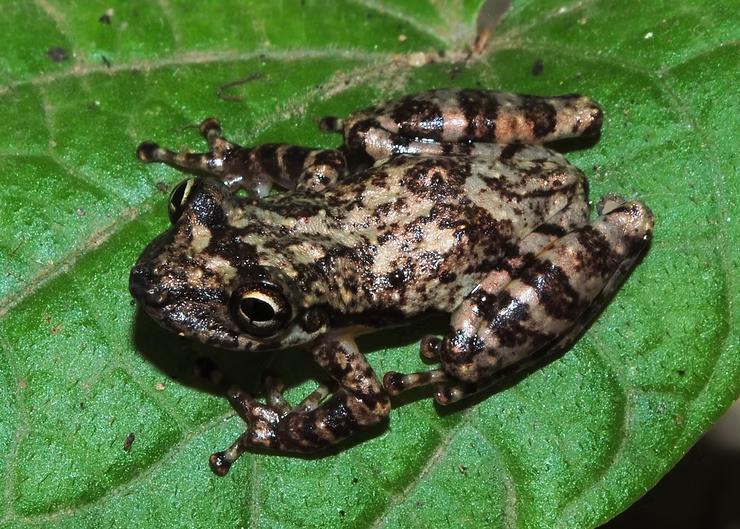 SÉRIE “BROMELÍGENAS”: Uma Procura Árdua