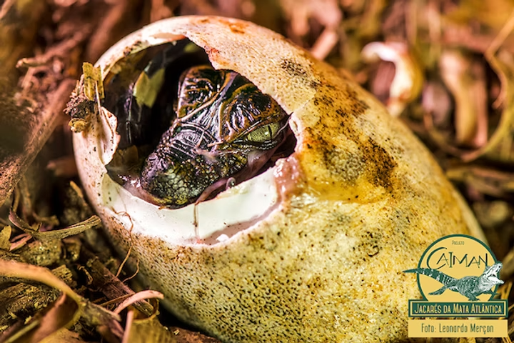 Projeto Caiman Divulga Resultado do Processo Seletivo da Escola de Verão de 2020