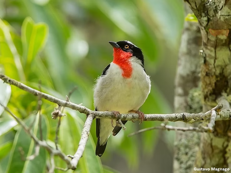 O Programa de Conservação da Saíra-Apunhalada Abre Vaga para Educador Ambiental