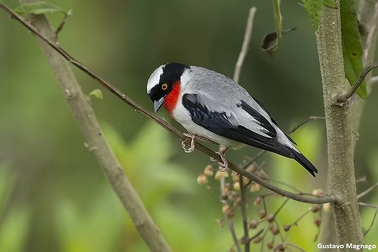O Programa de Conservação da Saíra-Apunhalada Abre Vagas de Estágio Remunerado