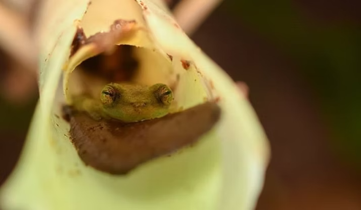 Concurso Fotográfico Bromeligenous 2019