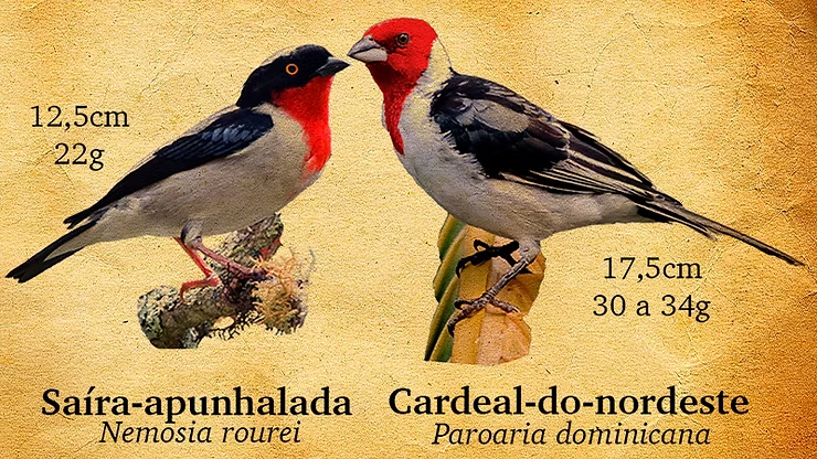 Saiba a diferença entre a saíra-apunhalada e o cardeal-do-nordeste!