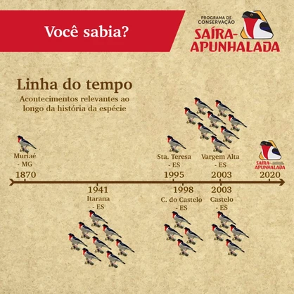 Linha do tempo dos acontecimentos importantes na história da Saíra-apunhalada!