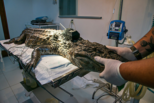 Localização de Jacarés em Tempo Real e sua Importância para Conservação