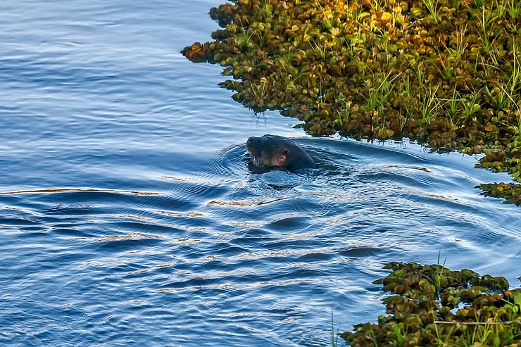 Lontra visita o Centro Ecológico Projeto Caiman