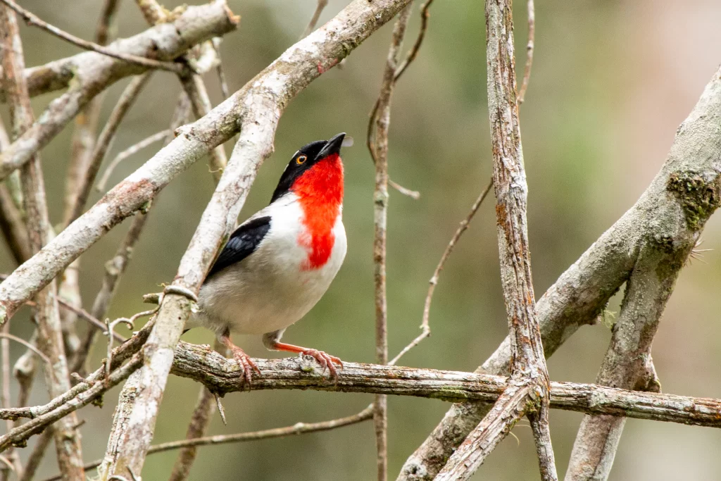 PROGRAMA DE CONSERVAÇÃO SAÍRA-APUNHALDA ABRE VAGA DE ORNITÓLOGO
