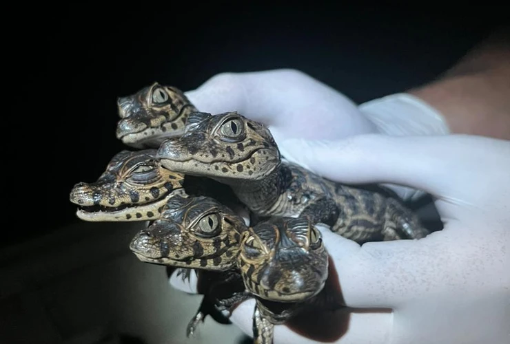 Programa Caiman abre vagas para voluntários (2026)