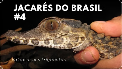 Jacarés do Brasil #4 – Paleosuchus trigonatus