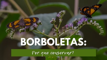 Borboletas: Por que conservar?