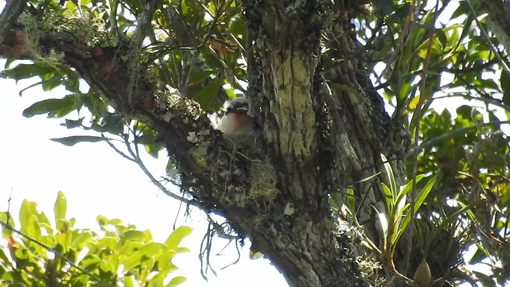 Repost – Monitoramento ninho saíra-apunhalada [Assista ao Terra da Gente na íntegra (25/12)]