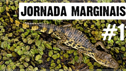 Jacaré-de-papo-amarelo como espécie bandeira – Jornada “Marginais” cap. #11