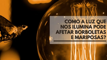 Como a luz que nos ilumina pode afetar borboletas e mariposas?