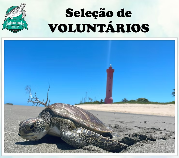 Projeto Chelonia mydas abre vagas para voluntários e estagiários!