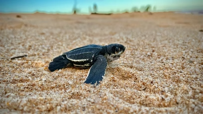 Confira a lista dos selecionados para a segunda etapa do voluntariado no Projeto Chelonia mydas!
