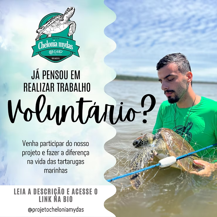 Projeto Chelonia mydas abre vagas para voluntários!