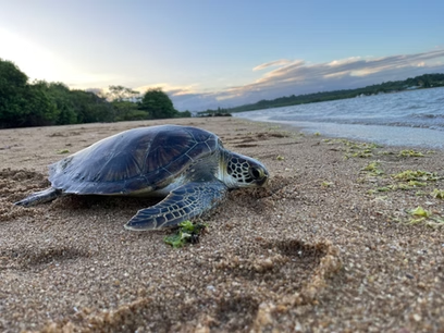 Confira a lista dos selecionados para a segunda etapa do voluntariado no Projeto Chelonia mydas 2025/26!