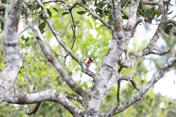 IMD abre programa de Voluntariado no Programa de Conservação Saíra-apunhalada