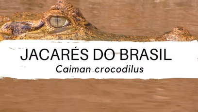 Jacarés dos Brasil #3 – Caiman crocodilus