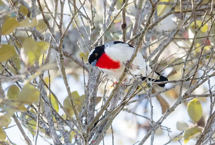 Repost – Ave rara dá as graças no Espírito Santo