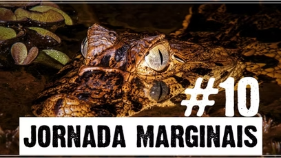 A importância ecológica do jacaré-de-papo-amarelo – Jornada “Marginais” cap. #10